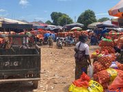 Kankan : le prix du sac d’oignons grimpe à 340 000 GNF, les commerçants dénoncent les difficultés de dédouanement À Kankan, le sac d’oignons atteint 340 000 GNF. Les importateurs dénoncent les difficultés de dédouanement au port de Conakry.